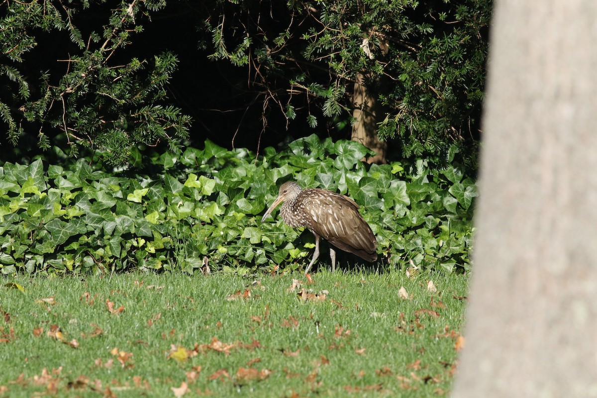 Limpkin - ML617605835