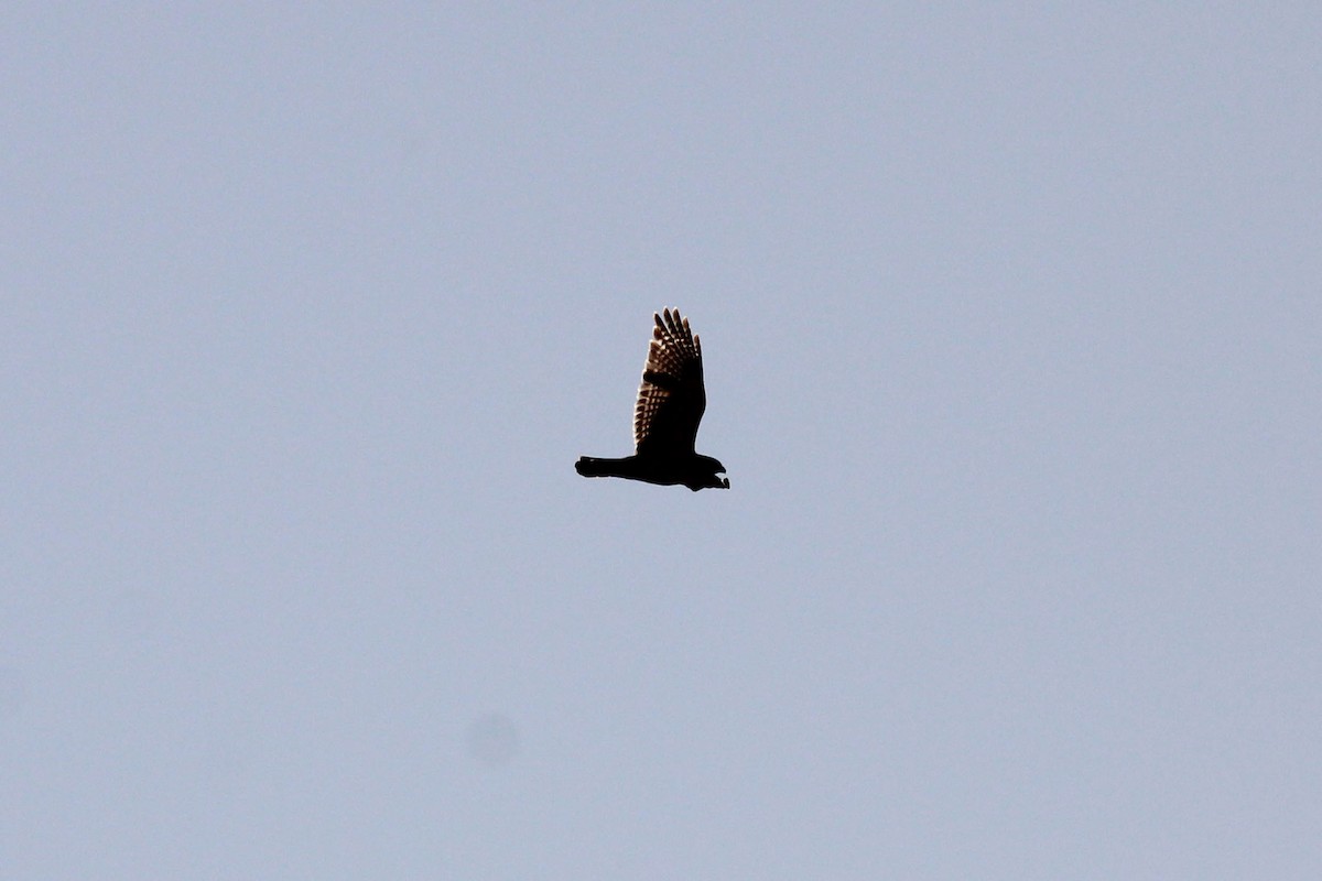 Red-shouldered Hawk - ML617605848