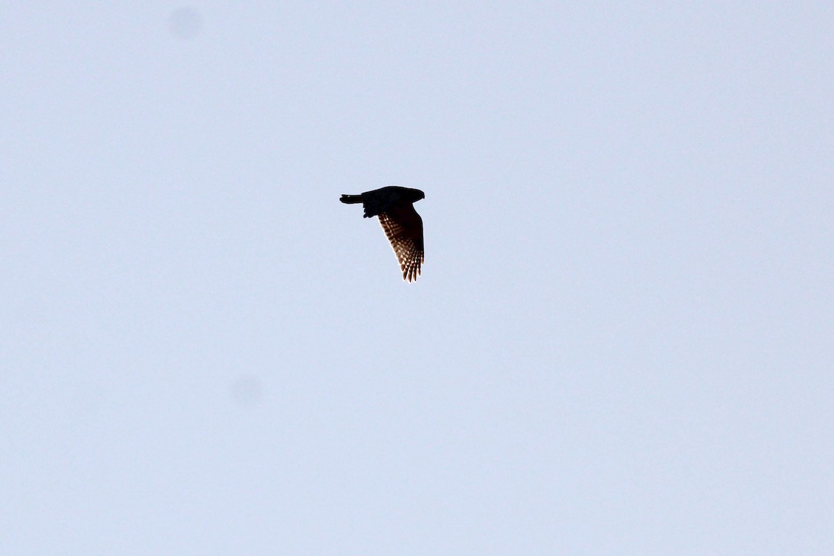 Red-shouldered Hawk - ML617605849