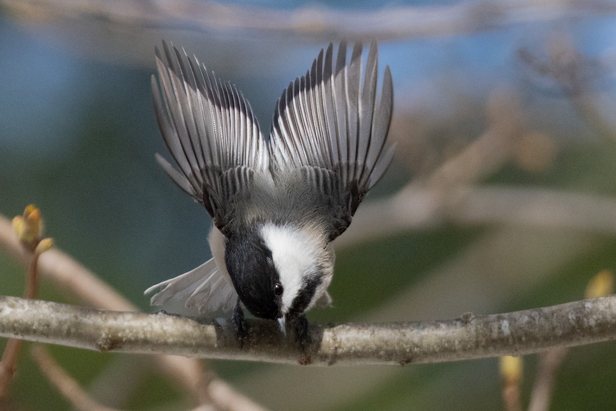 Black-capped Chickadee - ML617605874