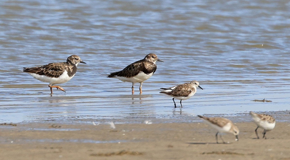 Ruddy Turnstone - ML617605903