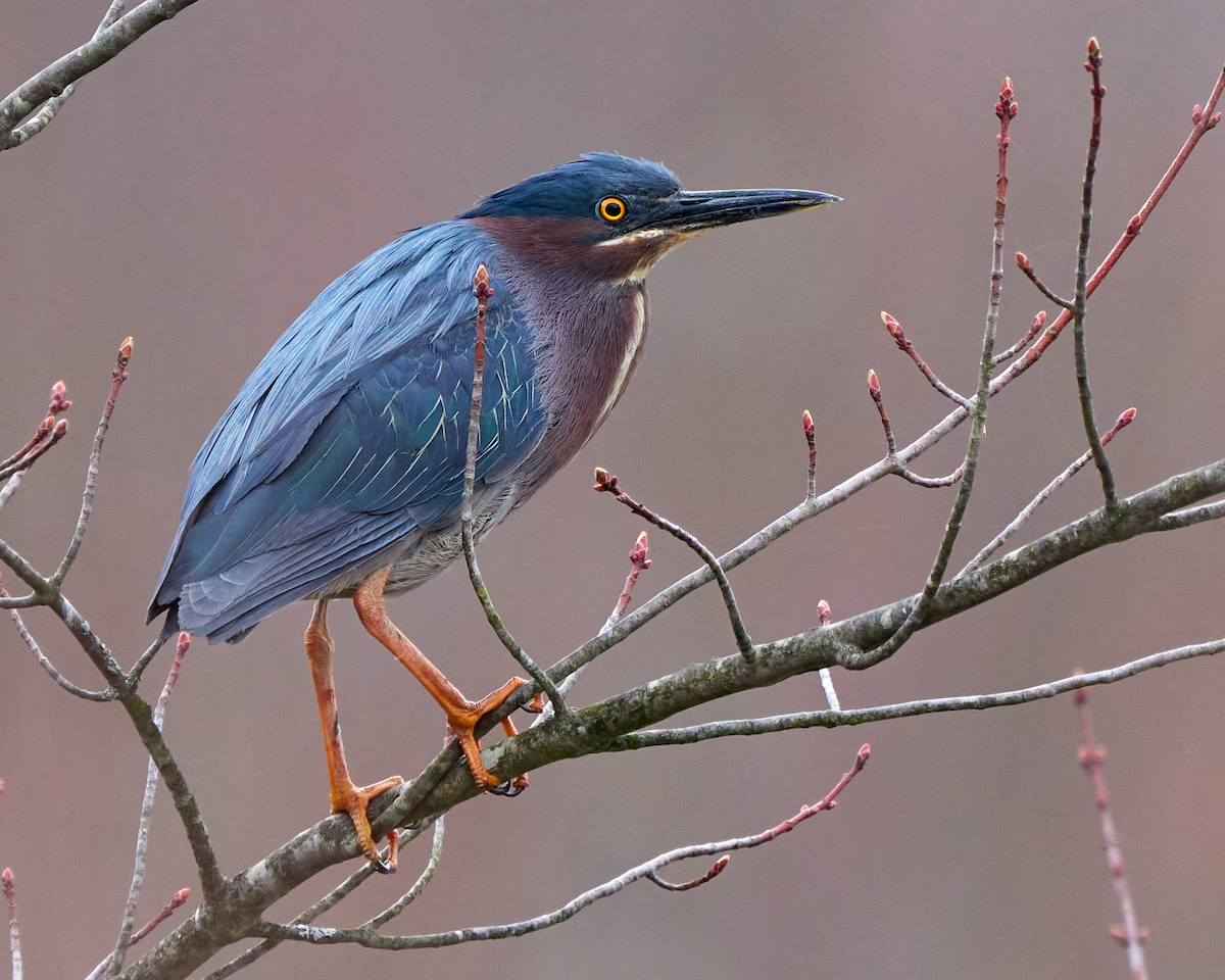 Green Heron - ML617605914