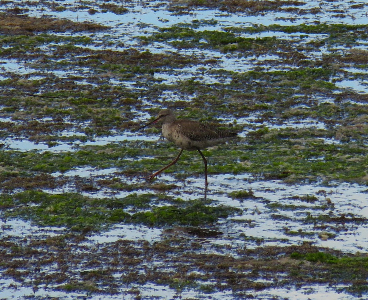 Spotted Redshank - ML617605935