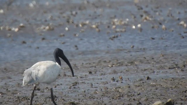 Ibis burubeltza - ML617605952