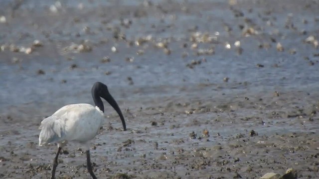 Ibis à tête noire - ML617605952