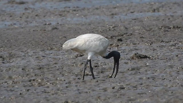 Ibis à tête noire - ML617605953