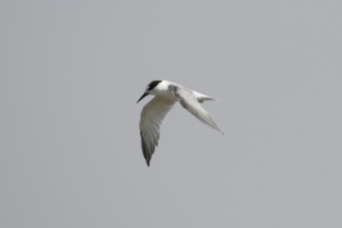 Little Tern - ML617605958