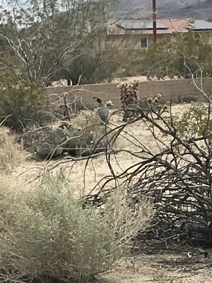 Gambel's Quail - ML617605959