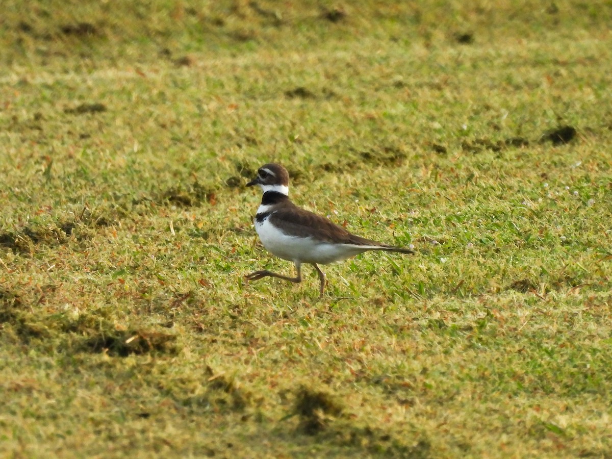 Killdeer - ML617606030