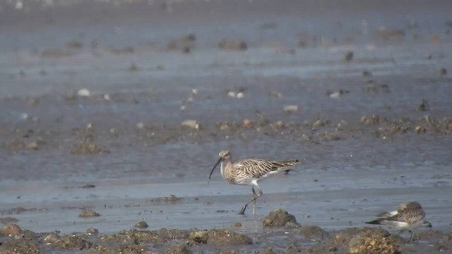 Eurasian Curlew - ML617606039