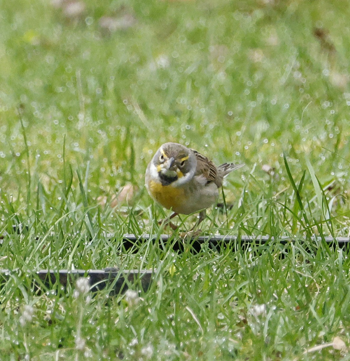 Dickcissel d'Amérique - ML617606041