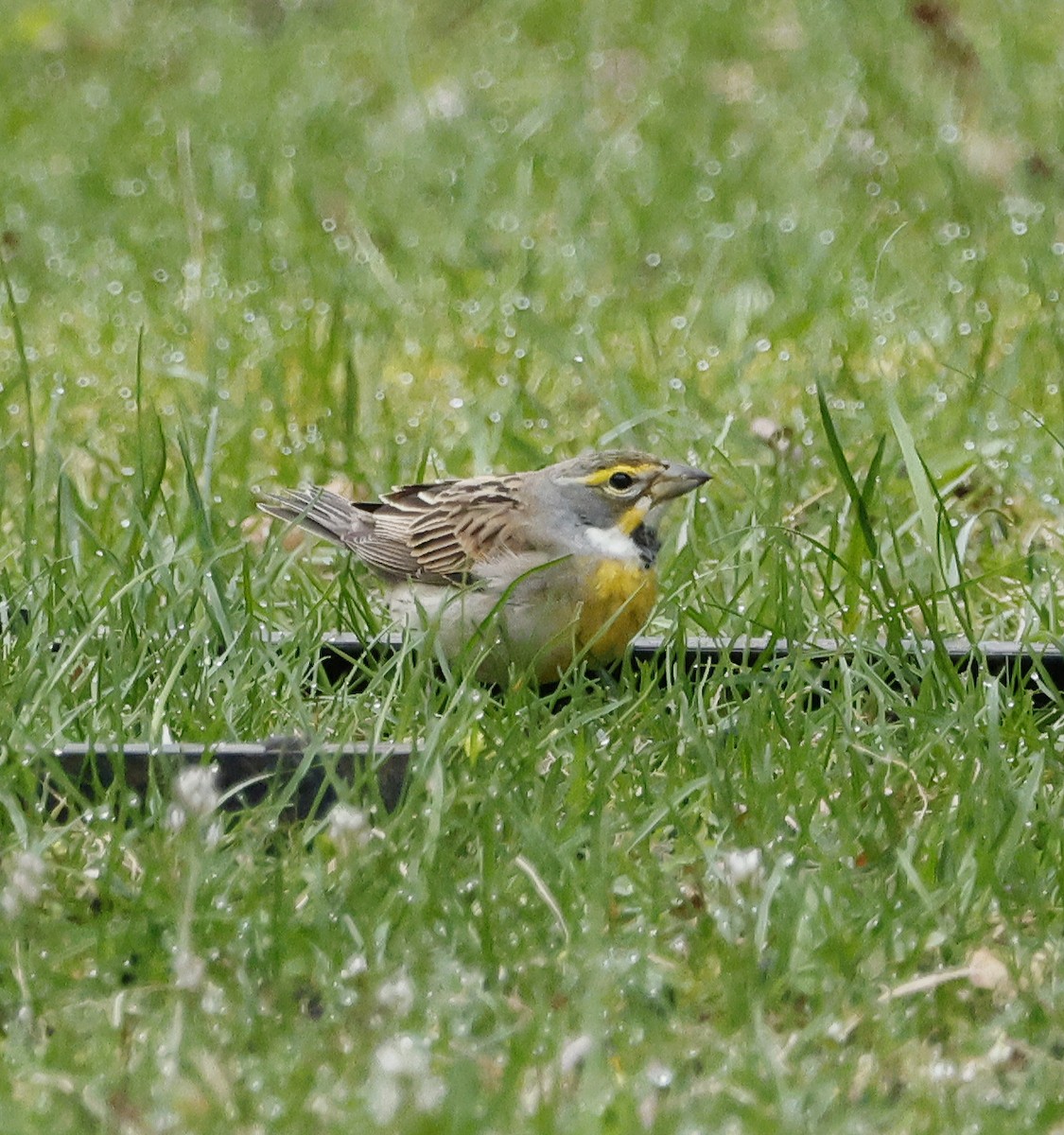Dickcissel - Willie D'Anna