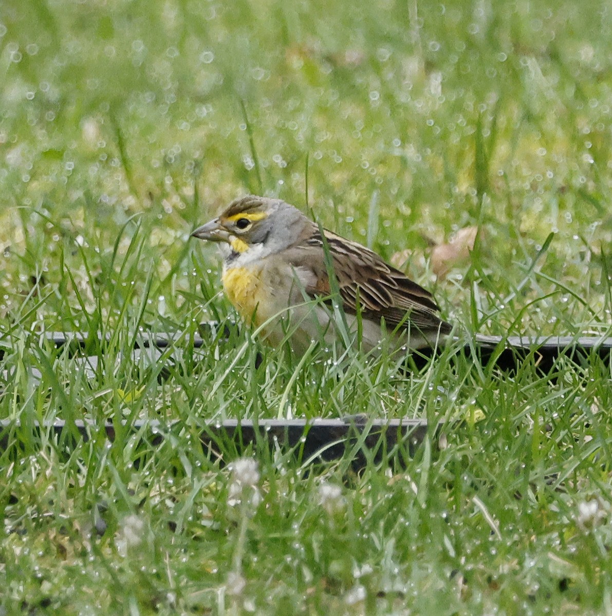 Dickcissel - Willie D'Anna