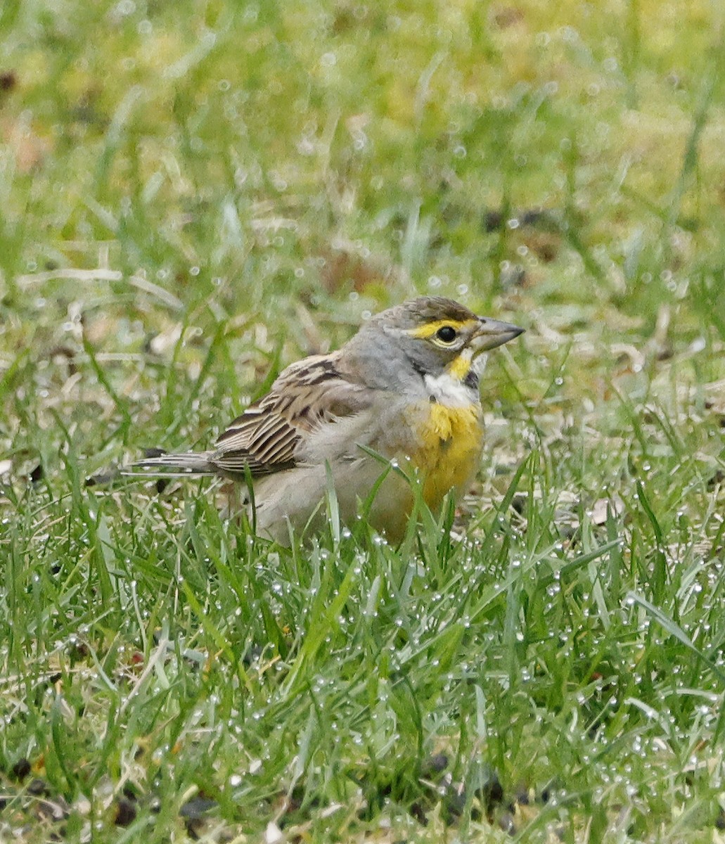 Dickcissel d'Amérique - ML617606044