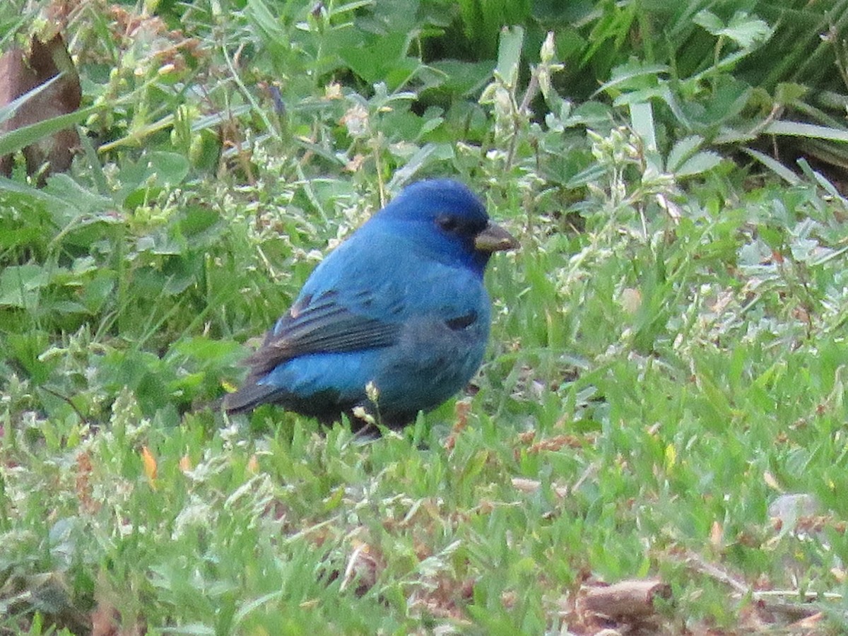 papežík indigový - ML617606082