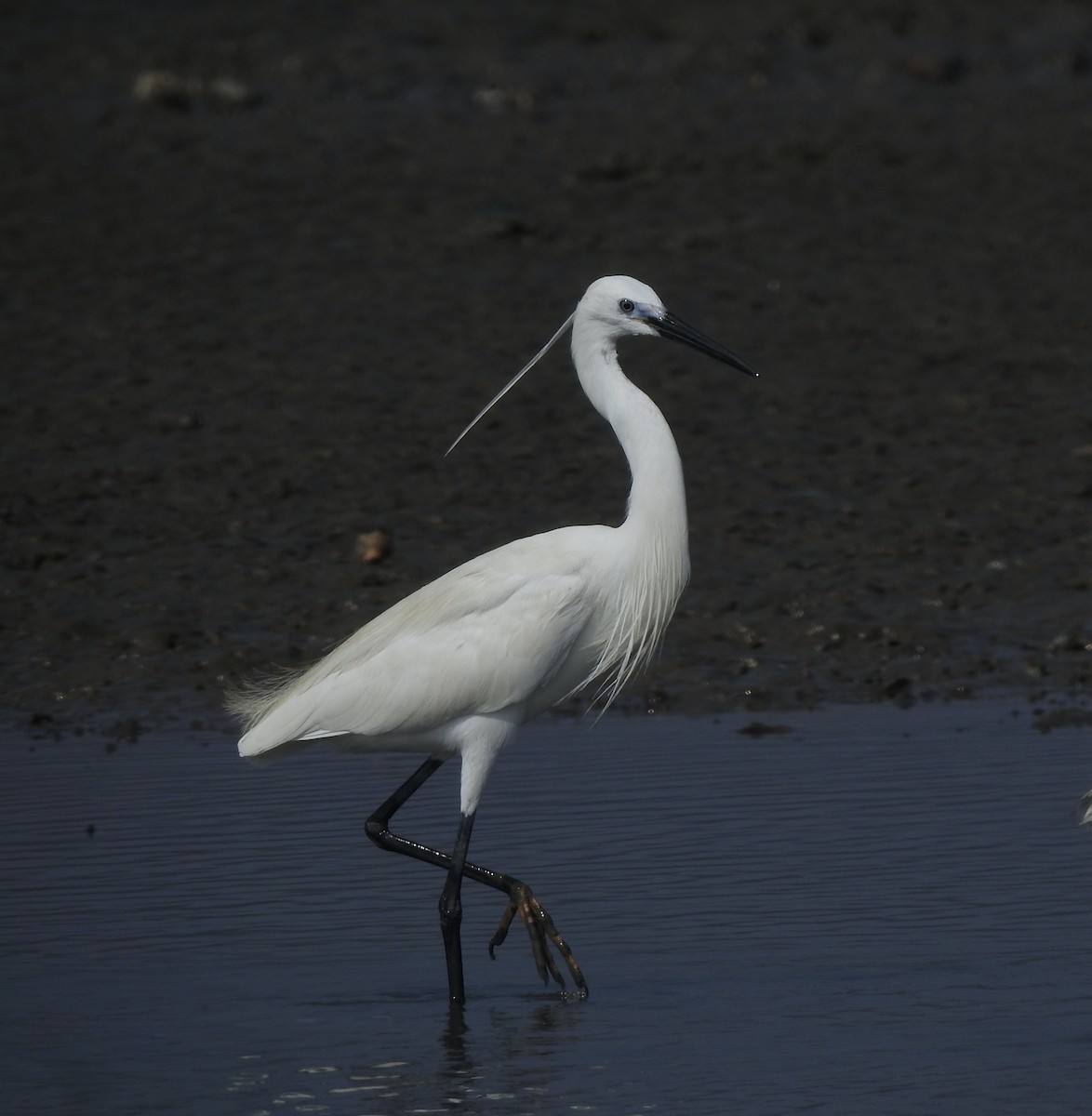 Little Egret - ML617606121