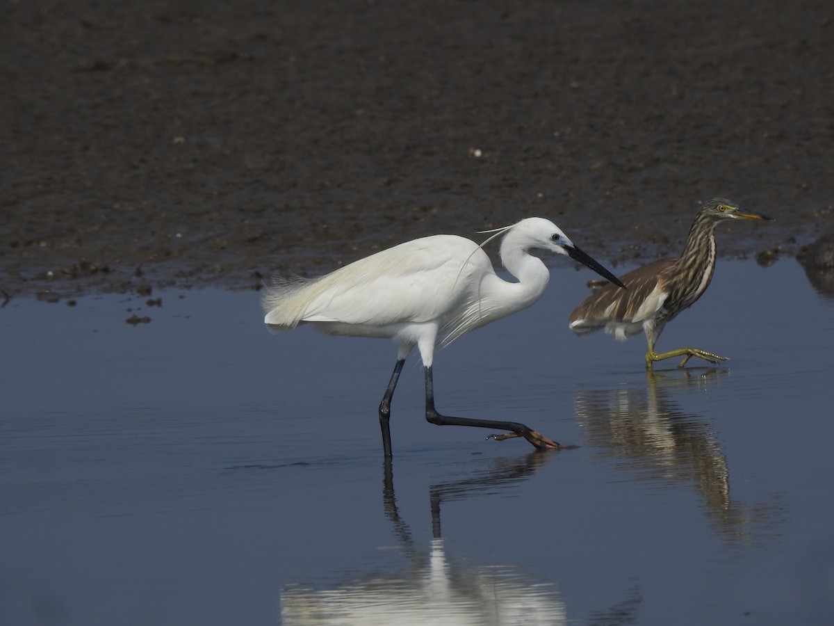 Little Egret - ML617606122