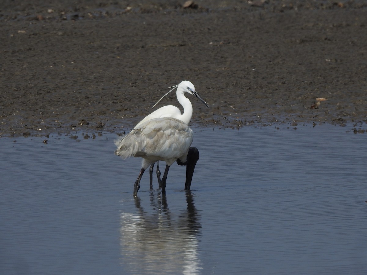 Little Egret - ML617606125