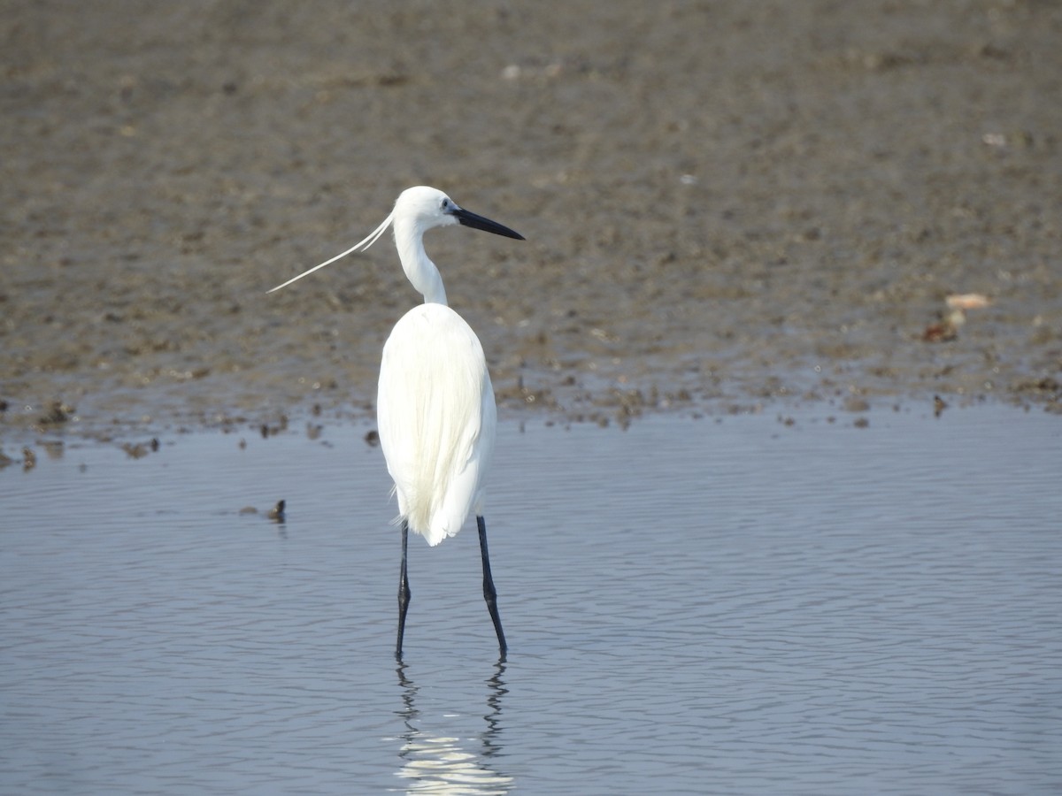 Little Egret - ML617606126