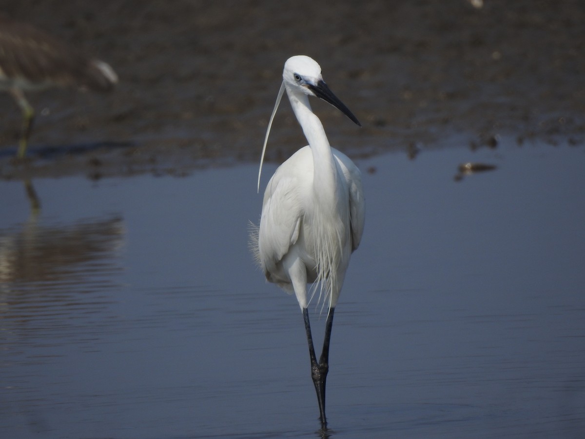 Little Egret - ML617606130