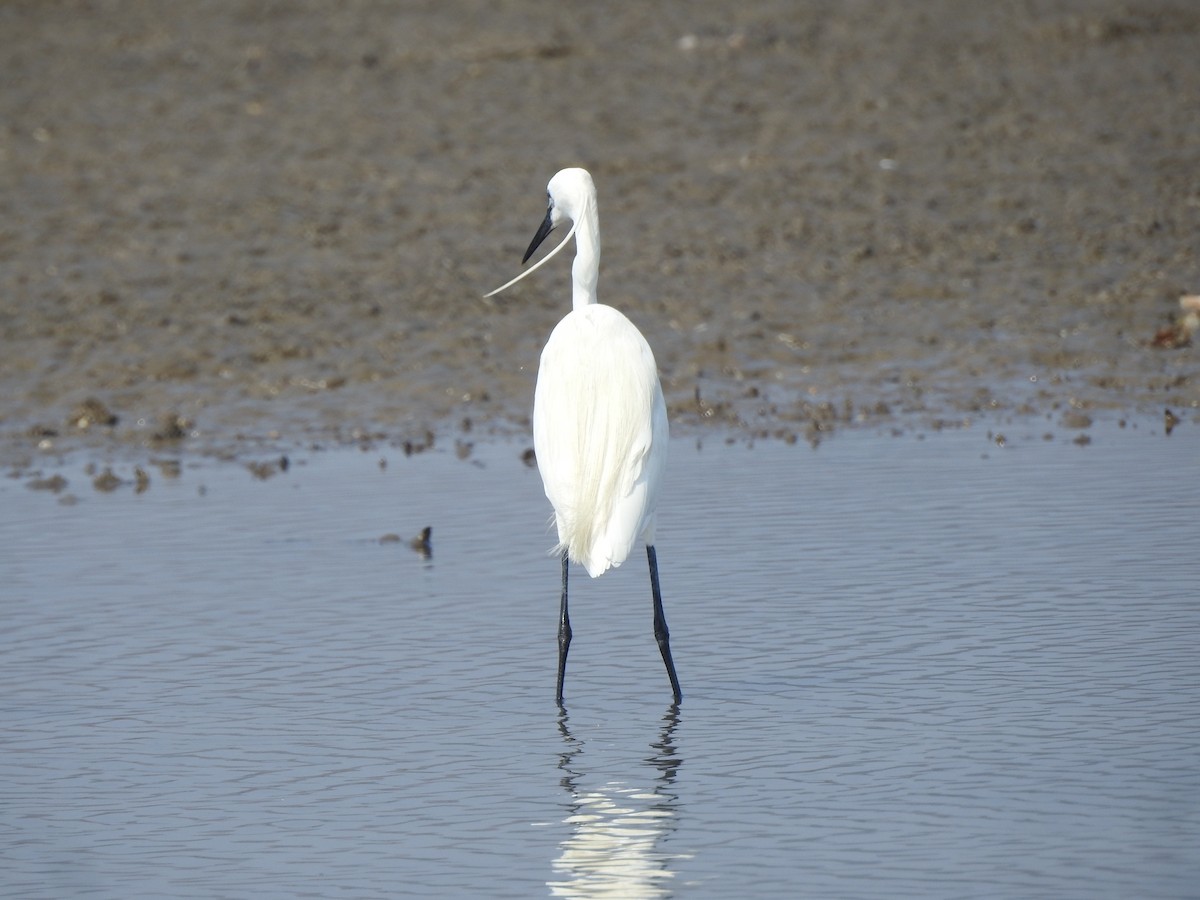 Little Egret - ML617606131