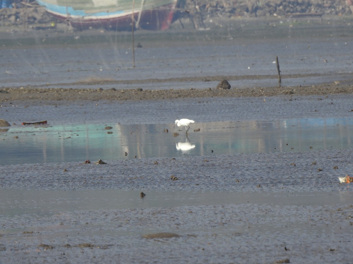 Little Egret - ML617606132