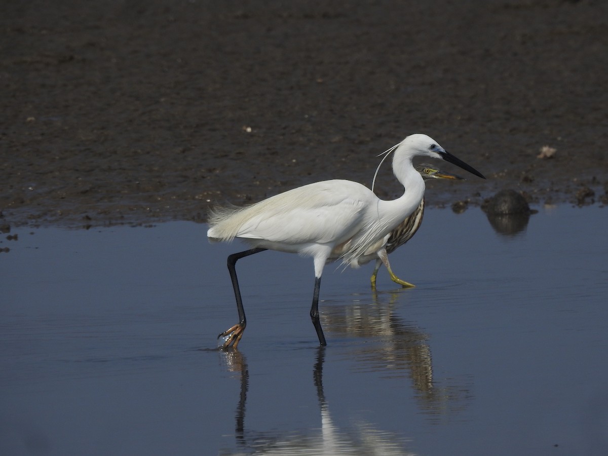 Little Egret - ML617606133