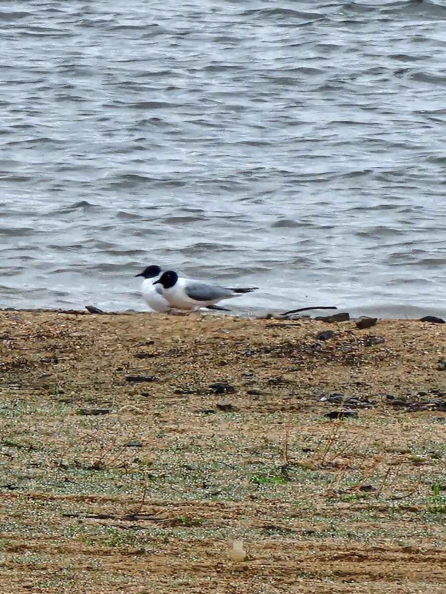 Mouette de Bonaparte - ML617606138