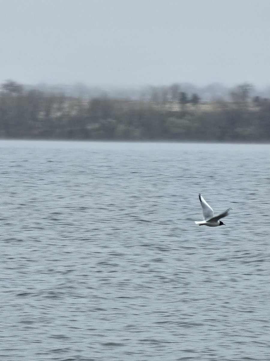 Mouette de Bonaparte - ML617606139