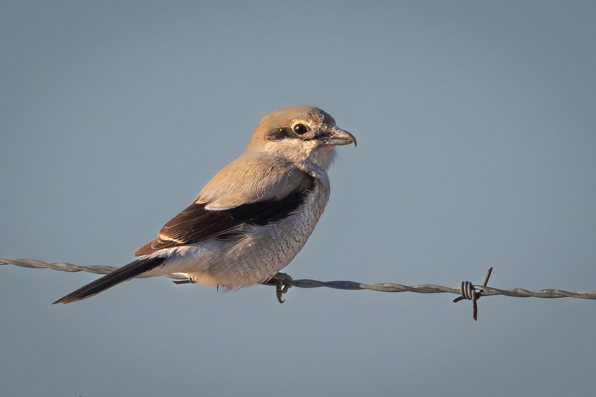 Northern Shrike - ML617606161