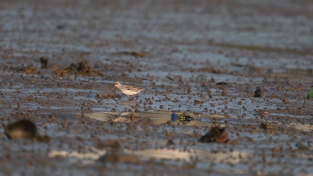 Broad-billed Sandpiper - ML617606172