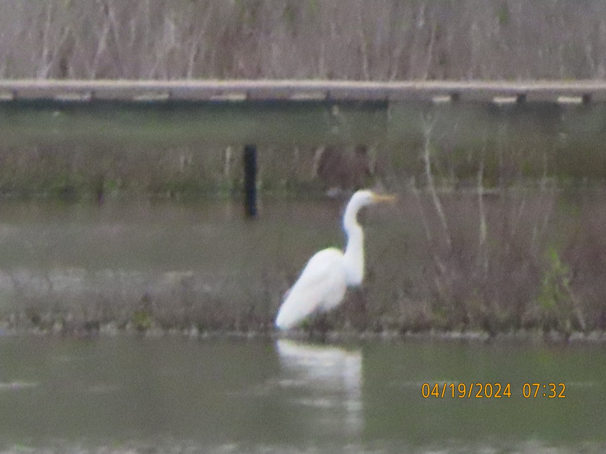 Great Egret - ML617606173