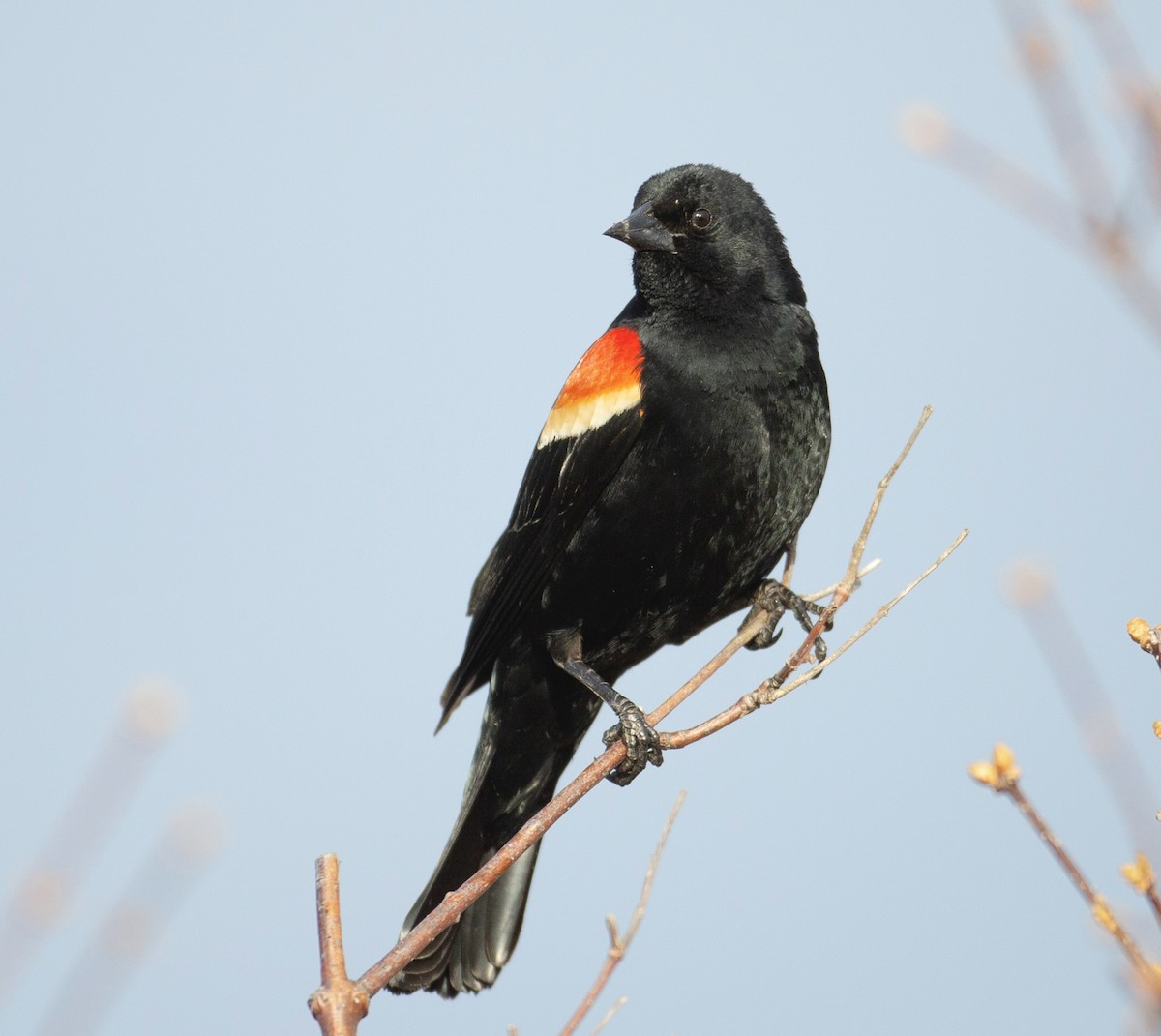 Red-winged Blackbird (Red-winged) - ML617606178