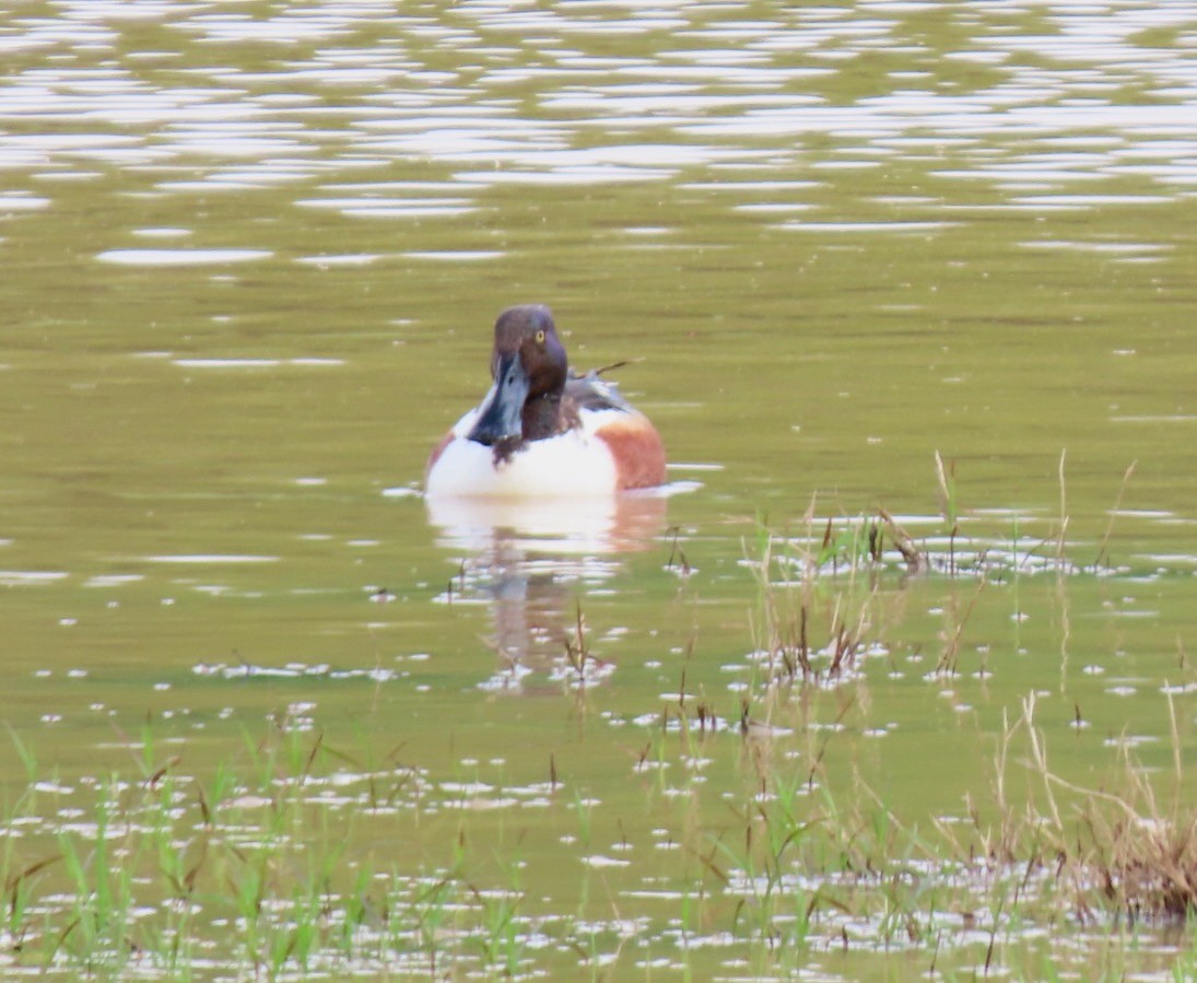 Northern Shoveler - Kathie Kent