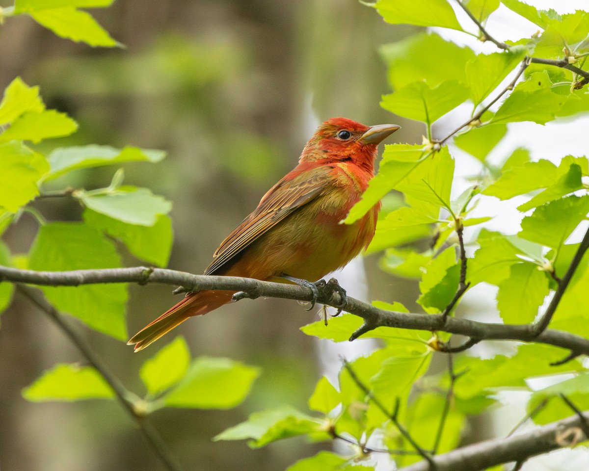 Summer Tanager - ML617606265