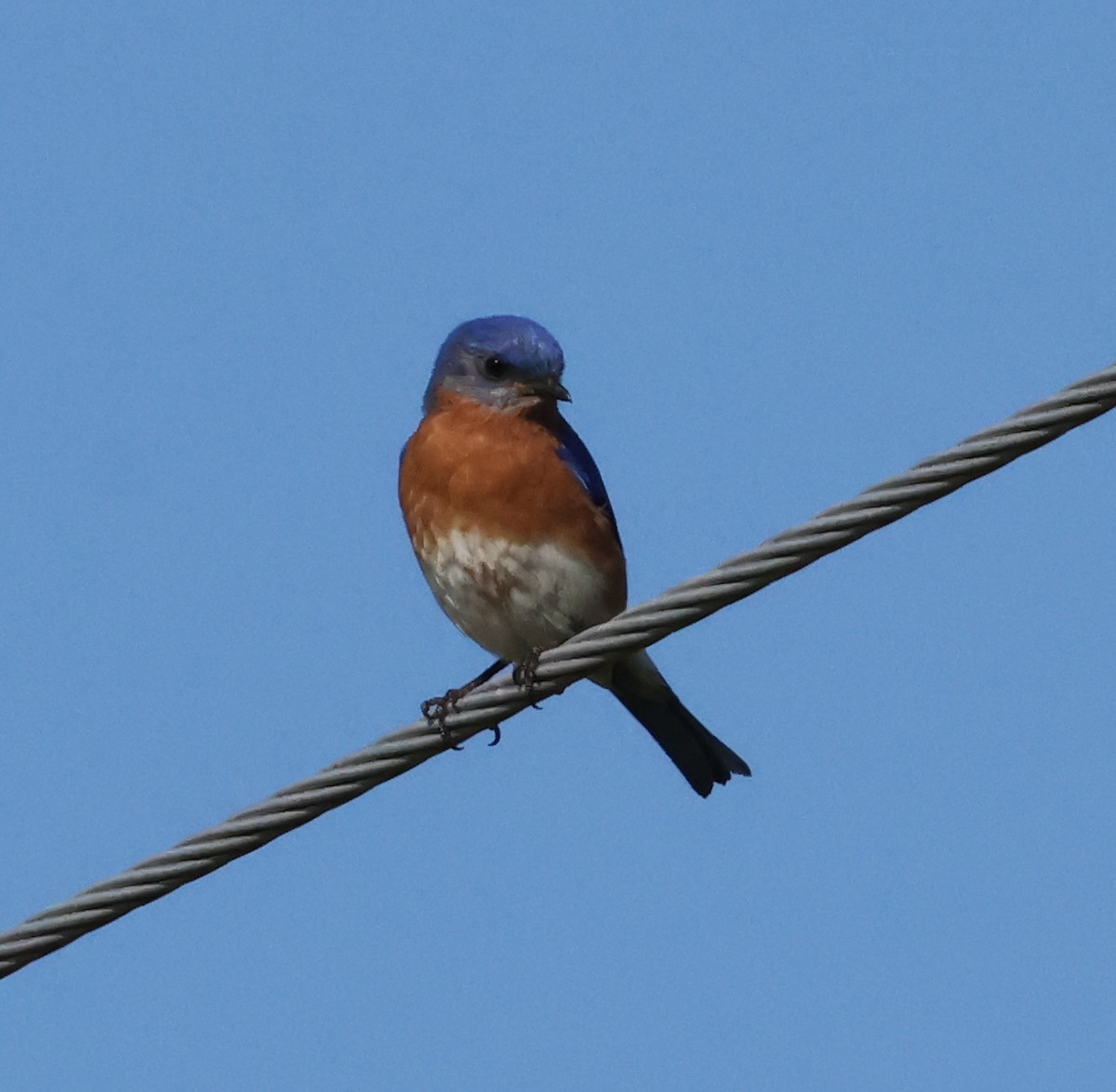 Eastern Bluebird - ML617606271