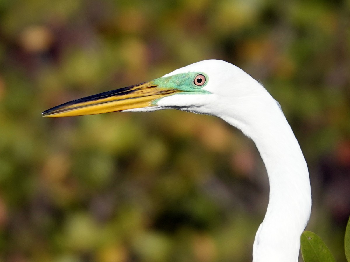 Great Egret - ML617606273