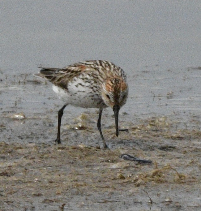 Western Sandpiper - ML617606302