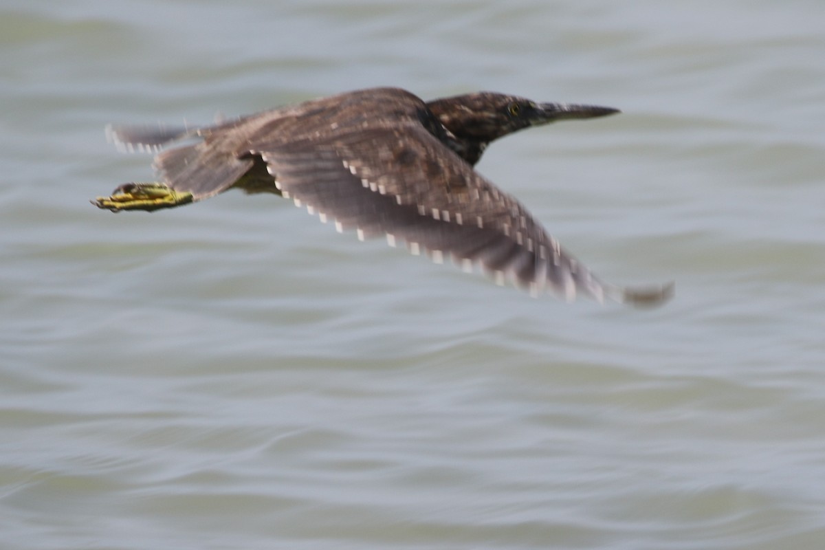 Striated Heron - ML617606313