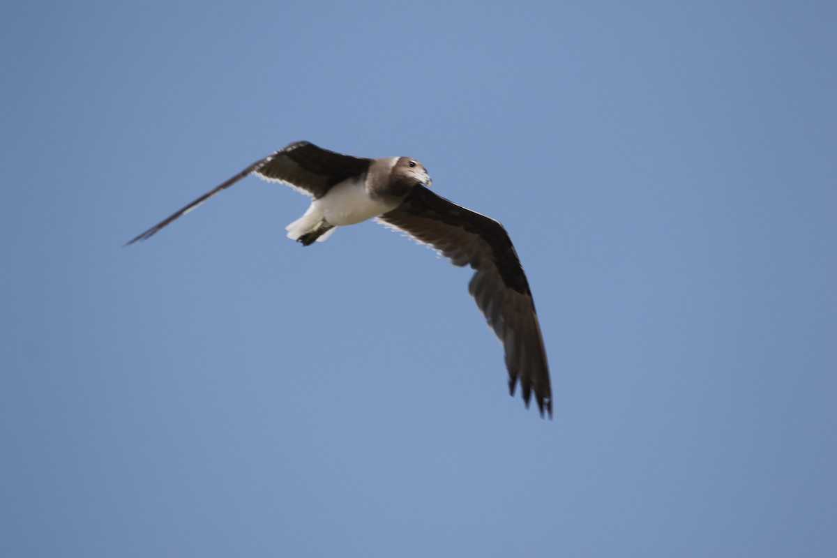 Gaviota Cejiblanca - ML617606321