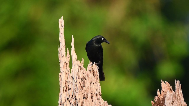 Asian Glossy Starling - ML617606332