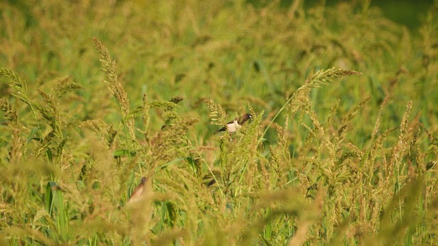 White-rumped Munia - ML617606338