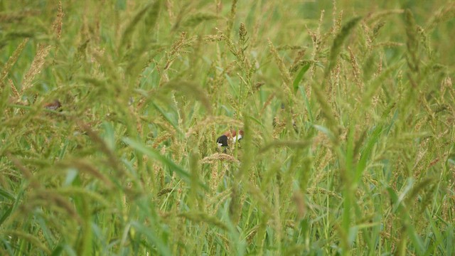 Tricolored Munia - ML617606340