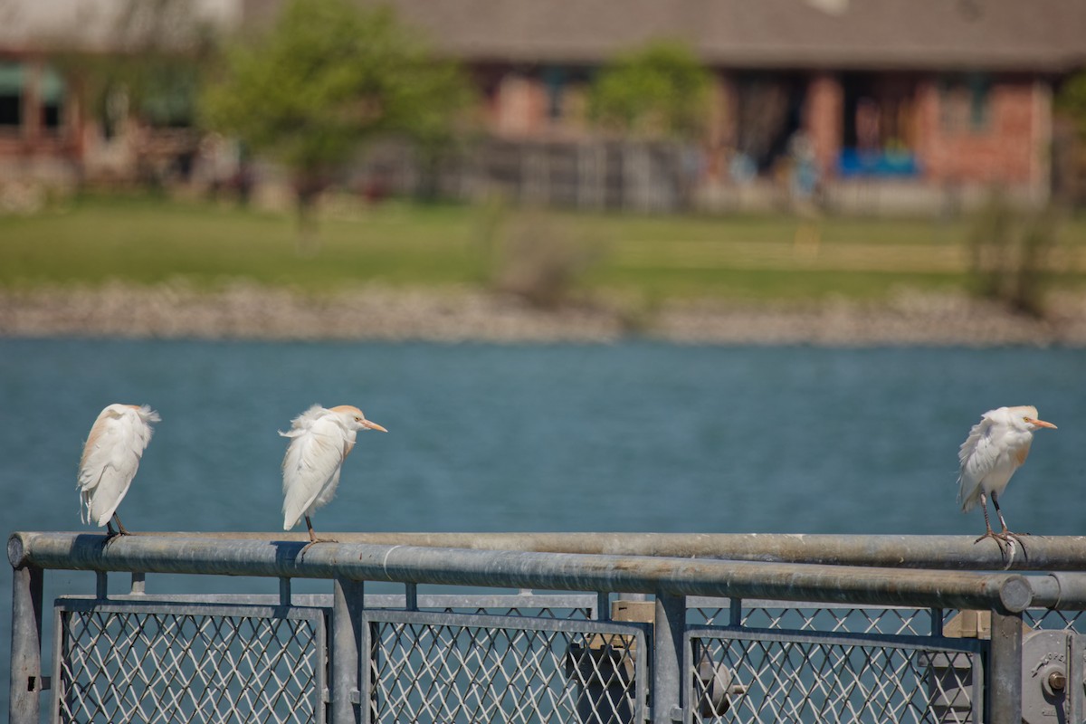 Western Cattle Egret - Nikolaj Hautaviita