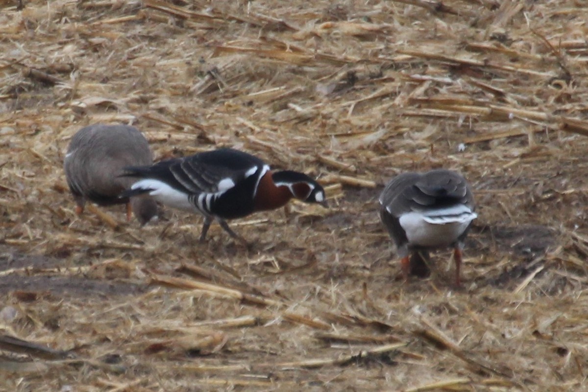 Red-breasted Goose - ML617606357