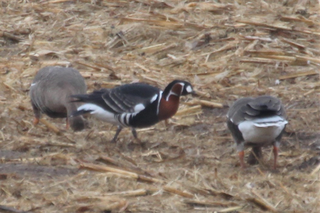 Red-breasted Goose - ML617606358