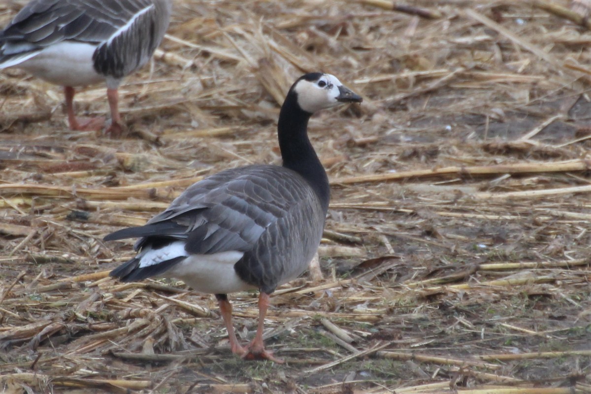 Greater White-fronted x Barnacle Goose (hybrid) - ML617606360