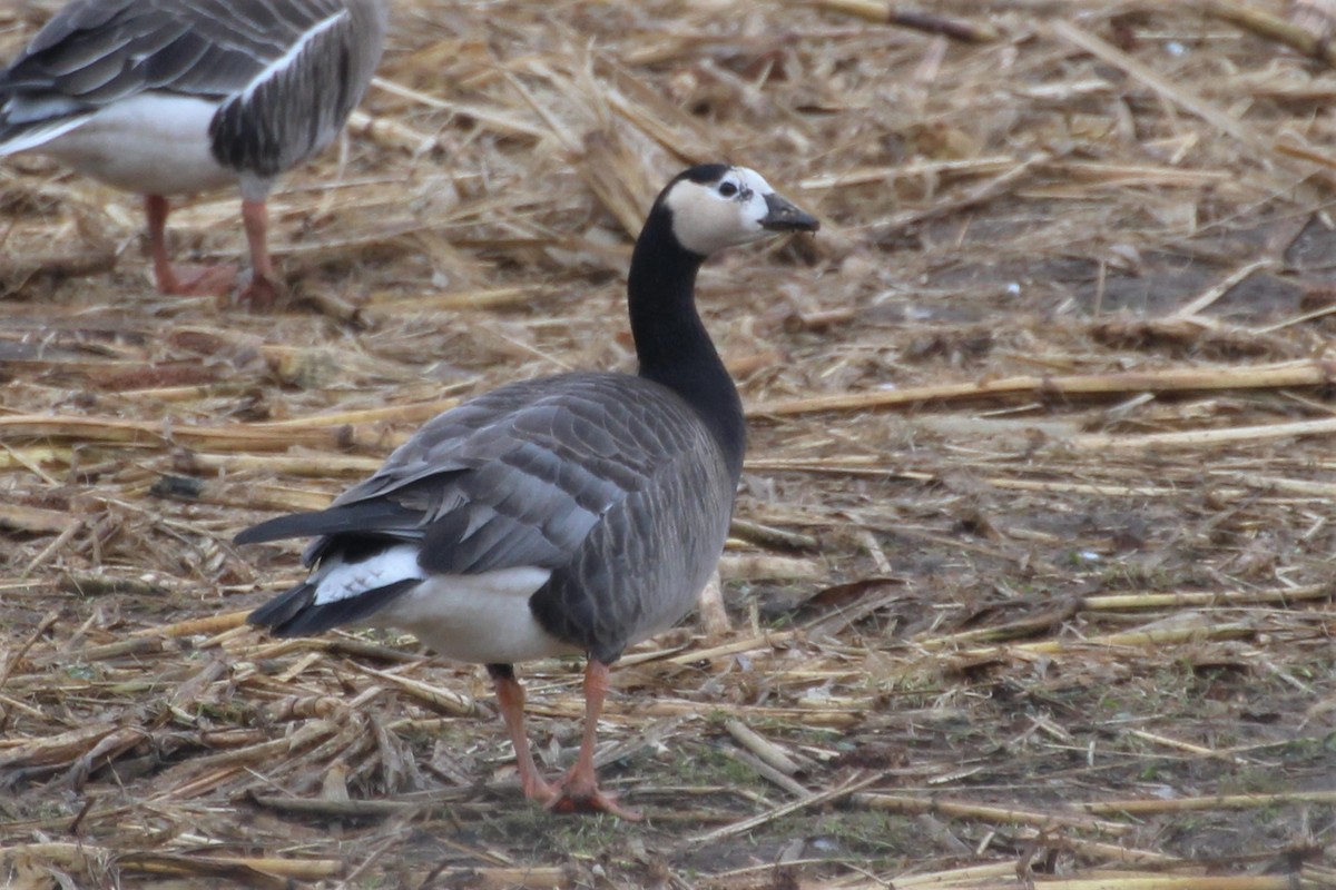 Antzara muturzuria x Branta musuzuria (hibridoa) - ML617606360