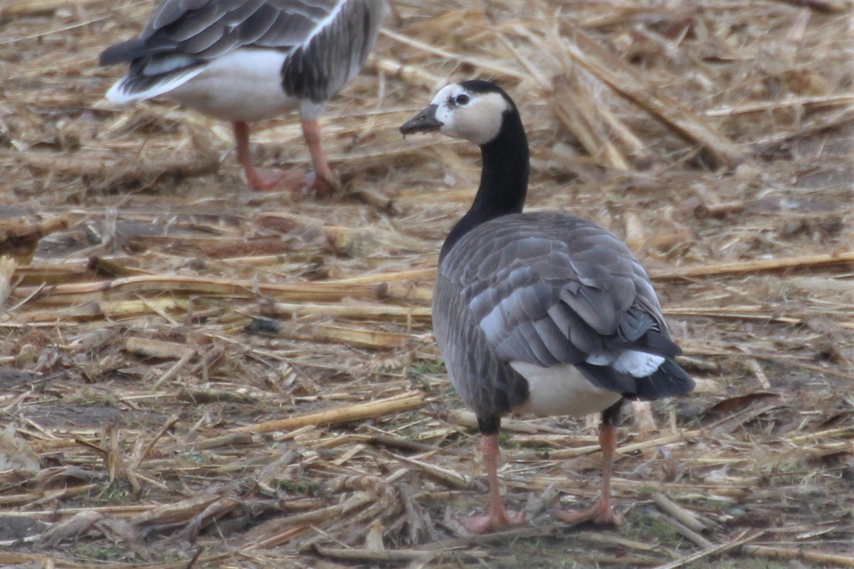 Greater White-fronted x Barnacle Goose (hybrid) - ML617606361