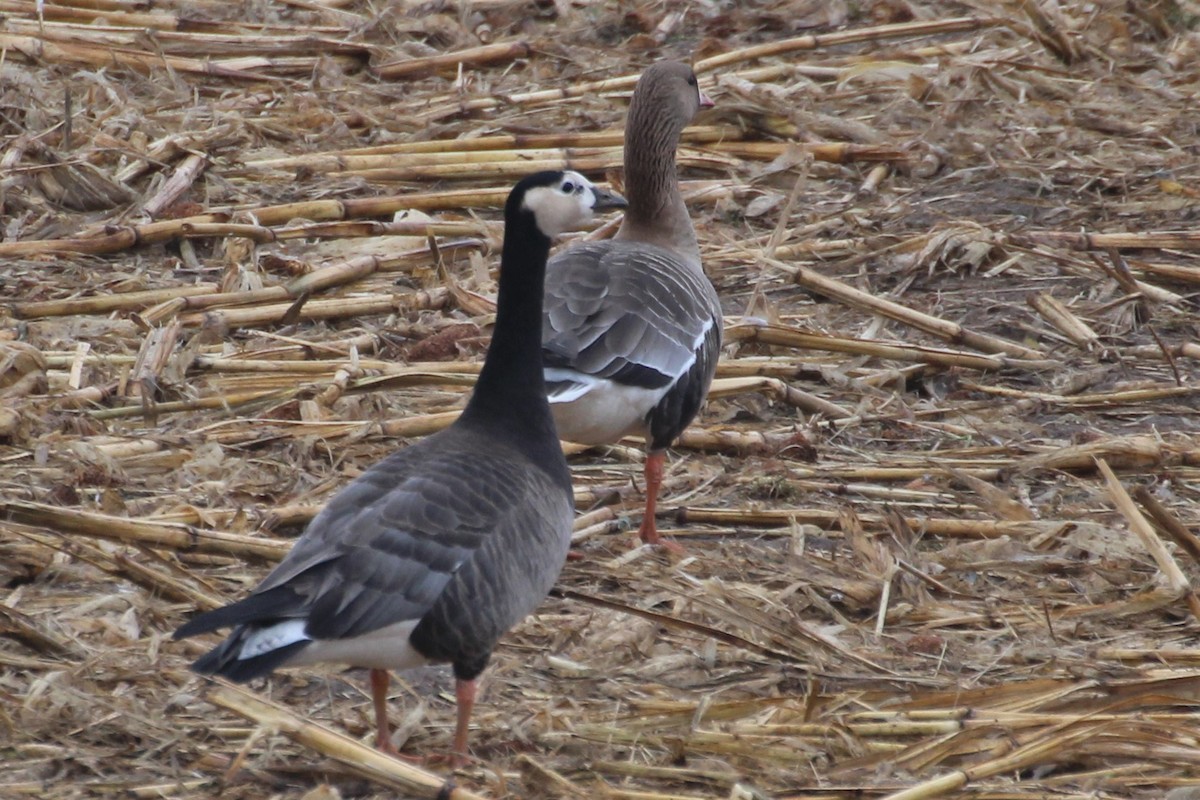 Greater White-fronted x Barnacle Goose (hybrid) - ML617606363